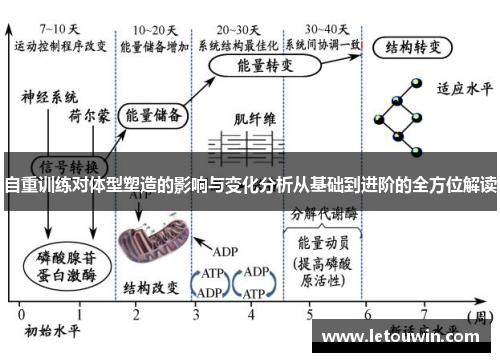 自重训练对体型塑造的影响与变化分析从基础到进阶的全方位解读